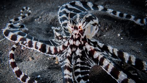 Mimic Octopus: Habitat, Description & Fun Facts .